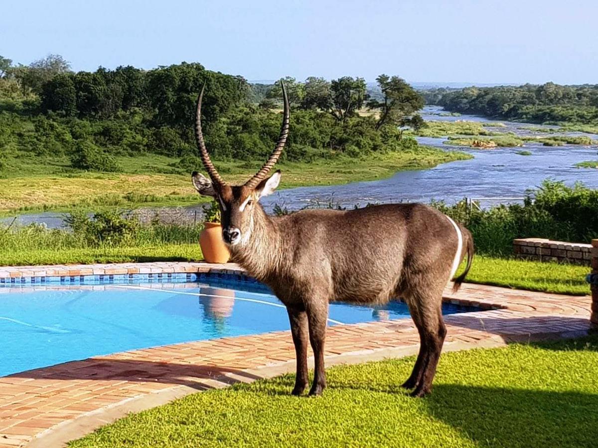 マールロス・パーク Kruger View Tree Houseヴィラ エクステリア 写真