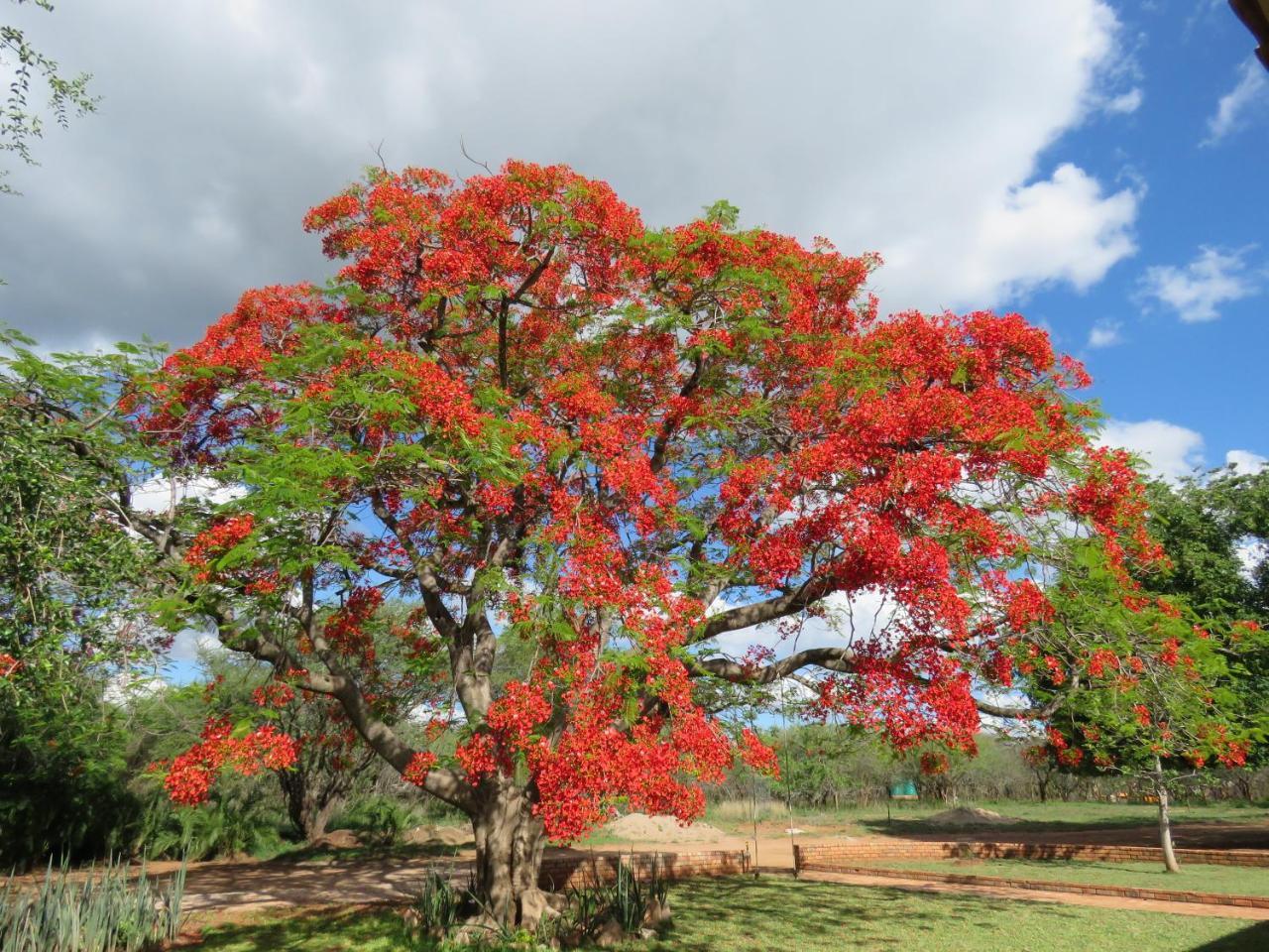 マールロス・パーク Kruger View Tree Houseヴィラ エクステリア 写真