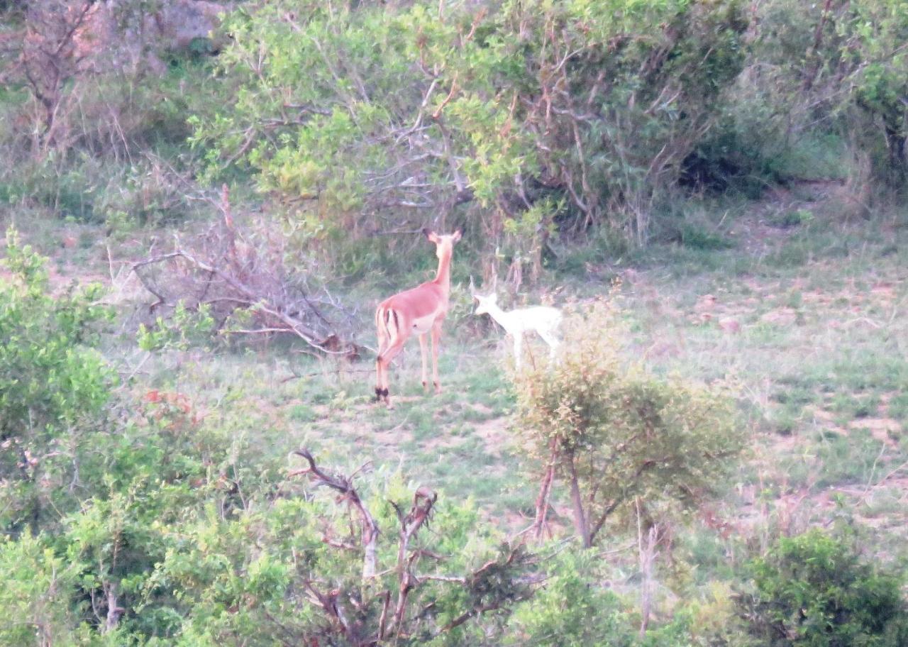 マールロス・パーク Kruger View Tree Houseヴィラ エクステリア 写真